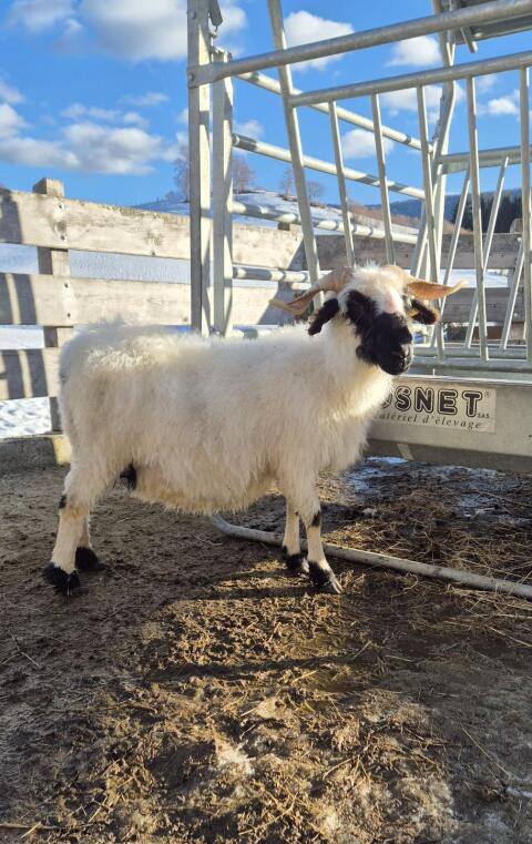 Walliser Schwarznasenaue mit Lamm