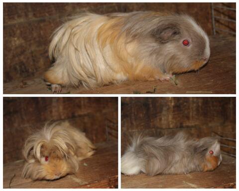 Meerschweinchen 1 Jahr alt