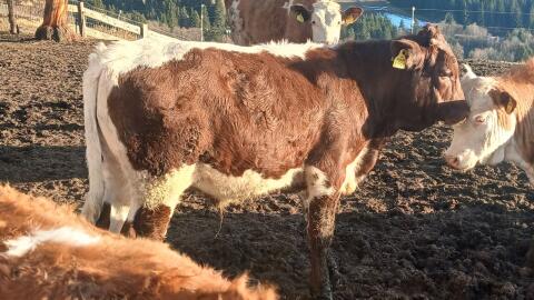 Bio Ochse Einsteller Fresser