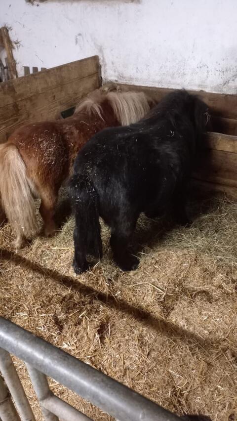 Pony