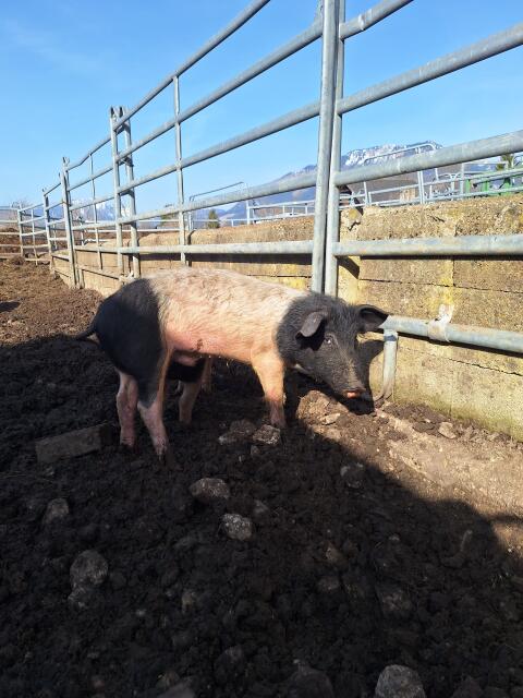 Schwäbisch-Hällische Bio-Zuchteber