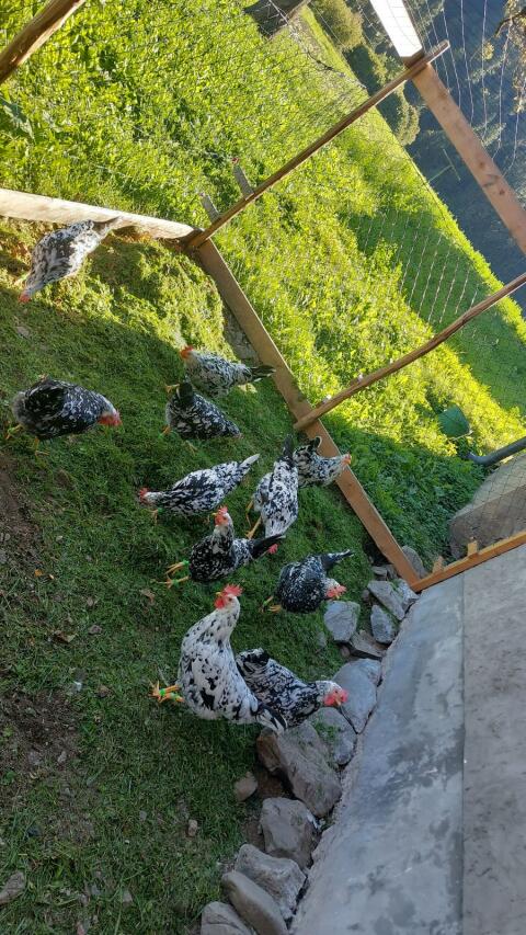 Bruteier Leghorn Exchequer Huhn