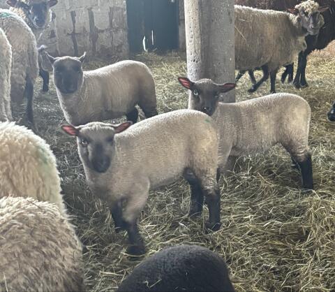 Reinrassige Shropshire Lämmer zu verkaufen