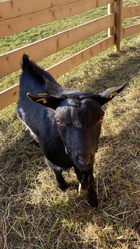 Zwergziegenbock