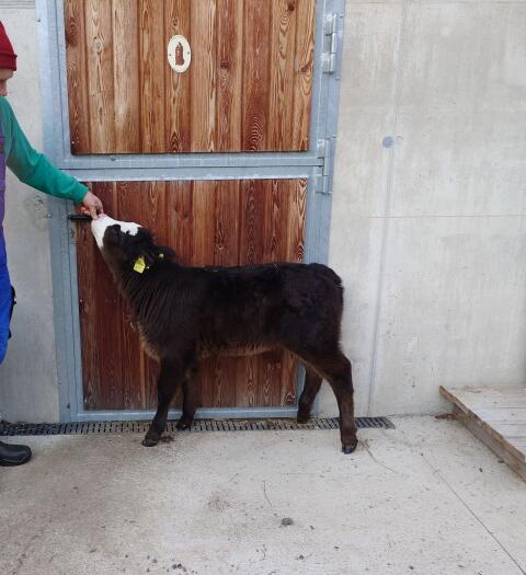 BIO Angus x Fleckvieh Kalb weiblich