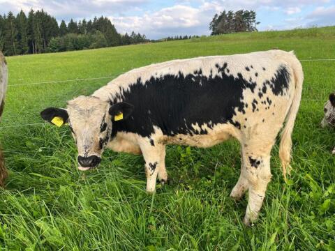 Bio PSS Pustertaler Sprinzen Kalbin