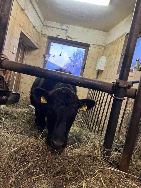 Dexter Kalbin