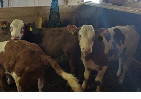 Fleckvieh Stierkälber