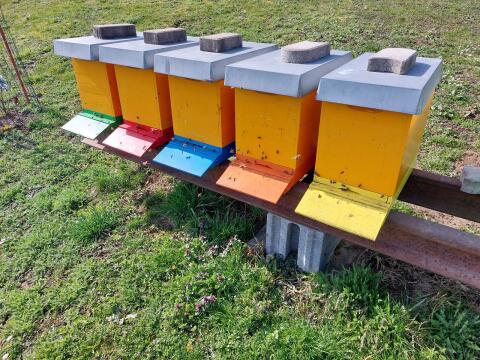 Bienenvölker EHM-JUMBO