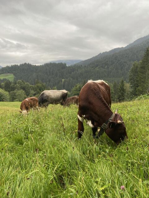 Mutterkühe und Kalbinnen mit Horn zu verkaufen