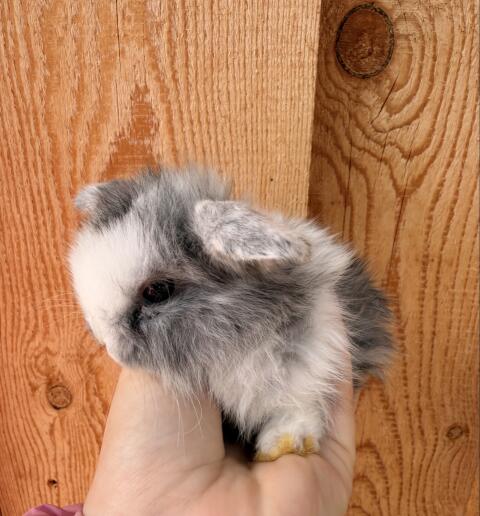 Junge Minilop Kaninchen