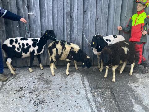 Braunes Bergschaf gescheckt