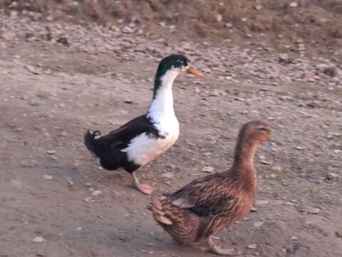 Landenten und Laufenten