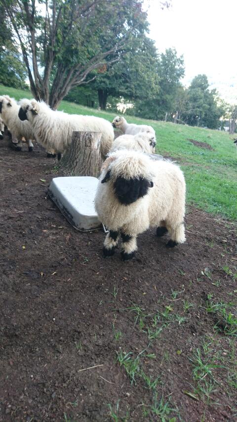 2 für eine HB-Aufnahme geeignete, jährige Auen abzugeben