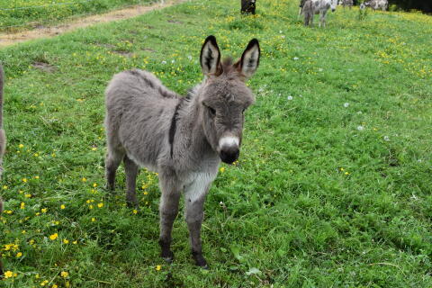 Miniaturesel Stutfohlen
