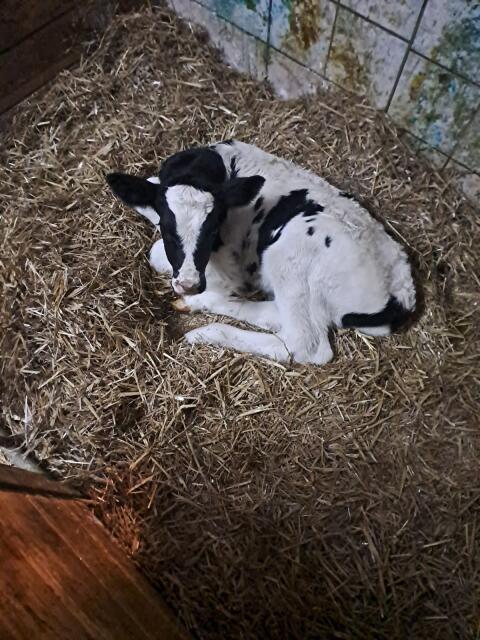 Holstein Stierkälber