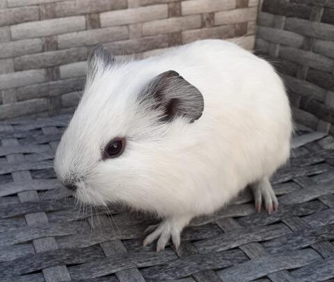 California-Meerschweinchen
