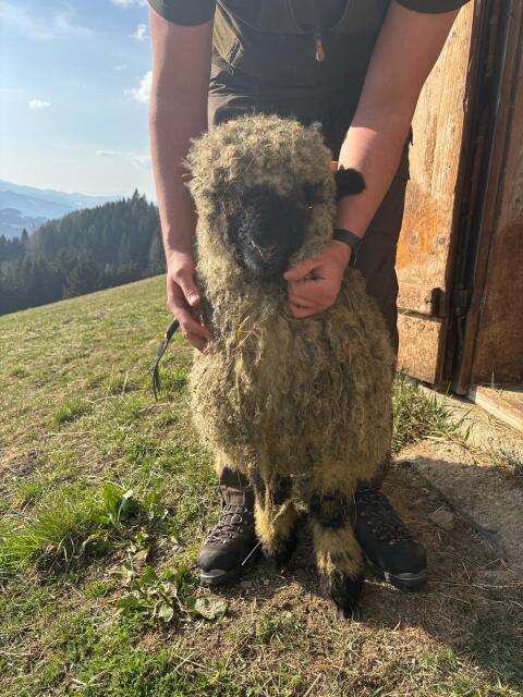 Weibliche Walliser Schwarznasenschafe