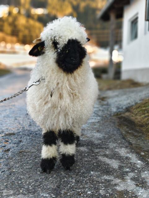 Walliser Schwarznasen Lamm