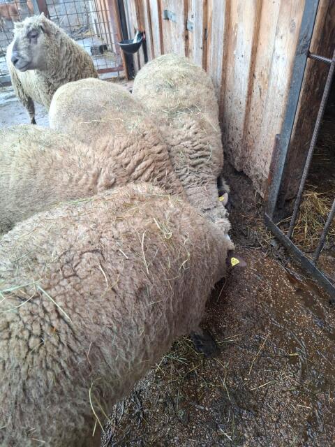 Schaf und Lämmer suchen