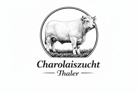 Charolais Zuchtkalbinen zu verkaufen