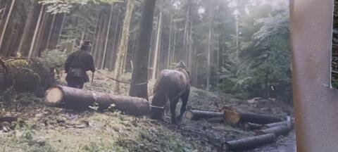 Holzschlägerungen im Raum Salzburg-Oberösterreich