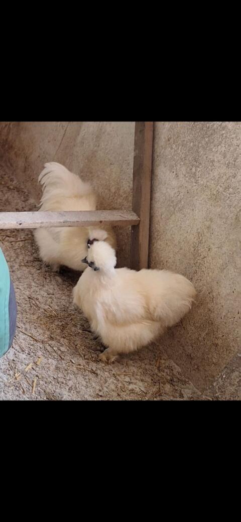 Seidenhuhn-Pärchen abzugeben.