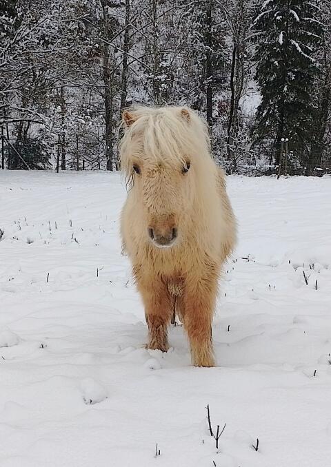 Zuckersüßer Shetlandpony Hengstjährling