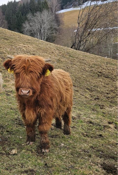 Jungstiere Odin und Neo