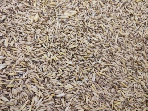 Ebners Nackthafer vorgereinigt