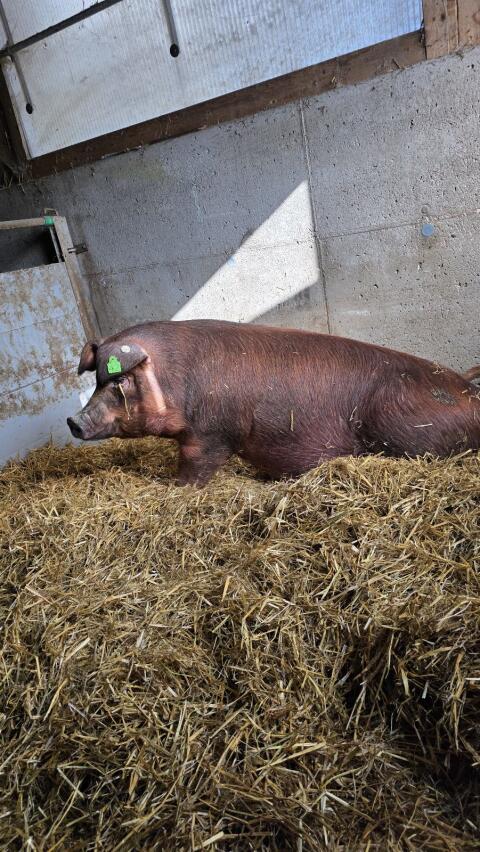 Trächtige Durocsauen