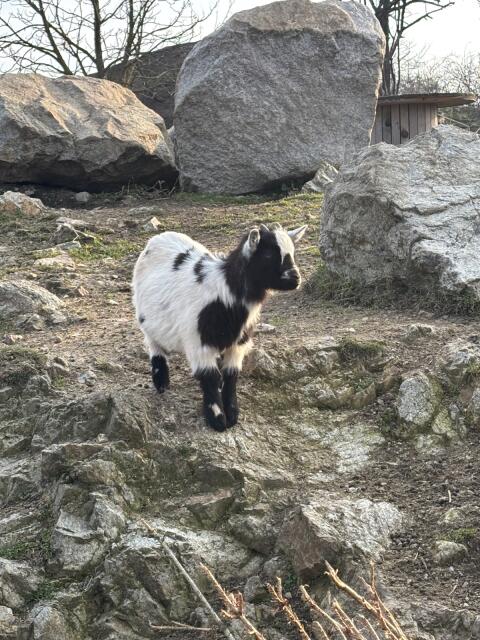 Mini Zwergziegenbock
