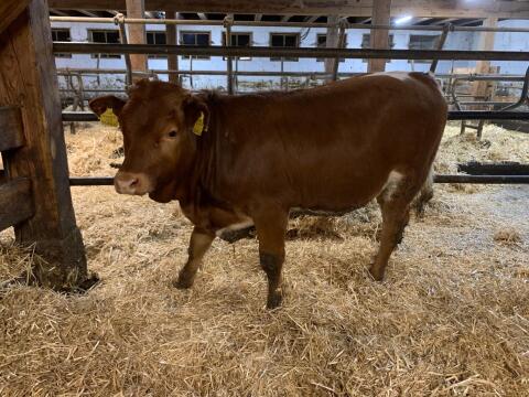 Tux-Zillertaler Kalbinnen