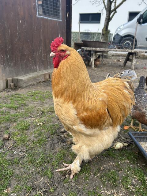 Reinrassiger Brahma Hahn