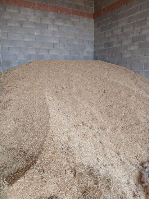 Bio Futtergetreide Gerste/Triticale gemischt ca. 15 t