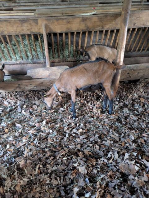 GGZ Ziege mit Bockkitz