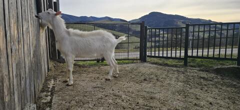 Zuchtbock Saanenbock Ziegenbock HB