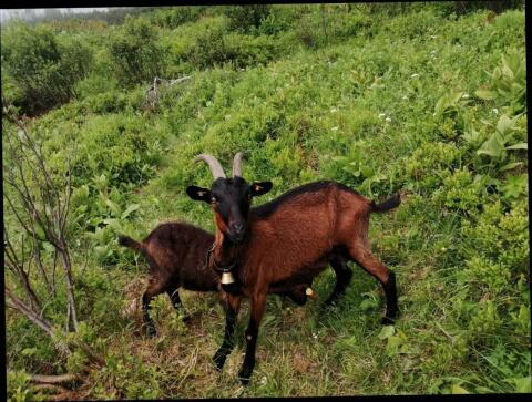 Zutrauliche Pinzgauer Kitze zu vergeben