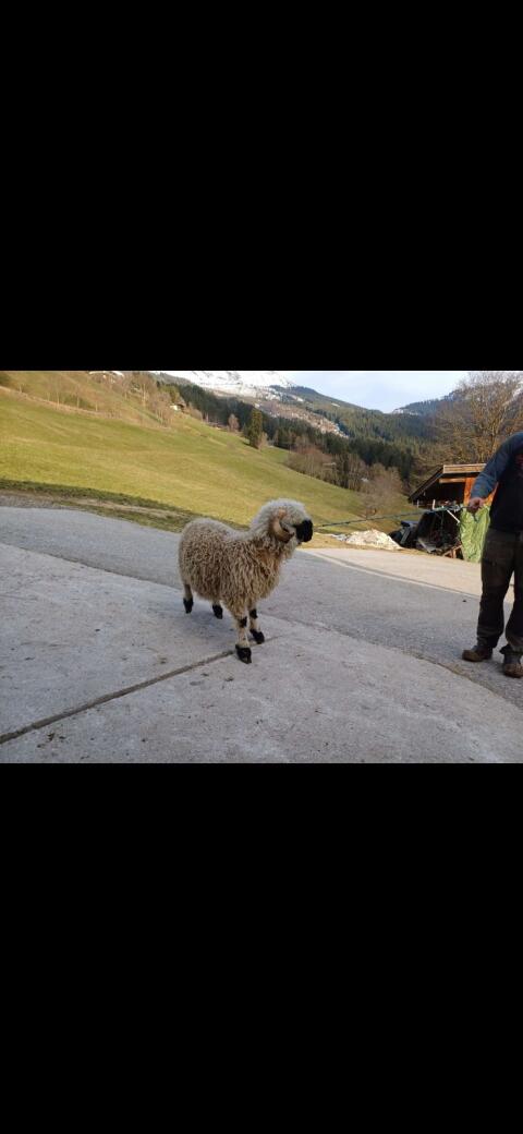 Walliser Schwarznasenwidder