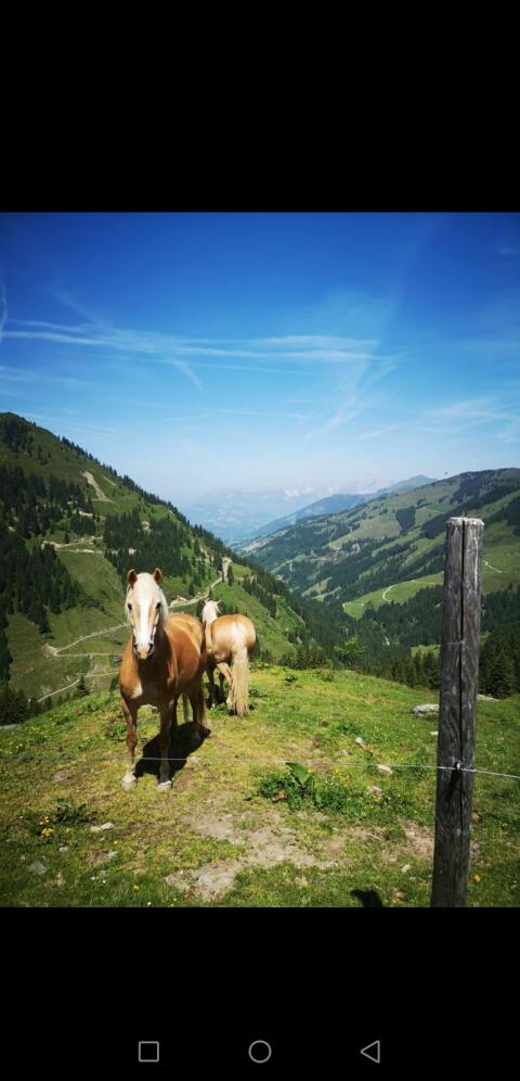 Almplatz für Pferde