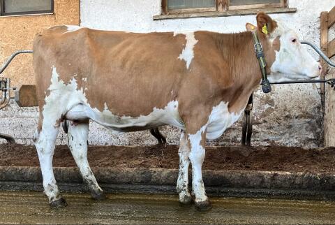 Bio FV Kuh und FVxRF Jungkuh