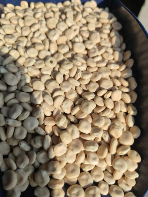 Lupine