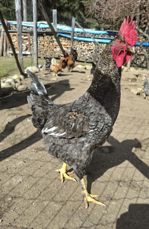 Junger Hahn, Junghähne