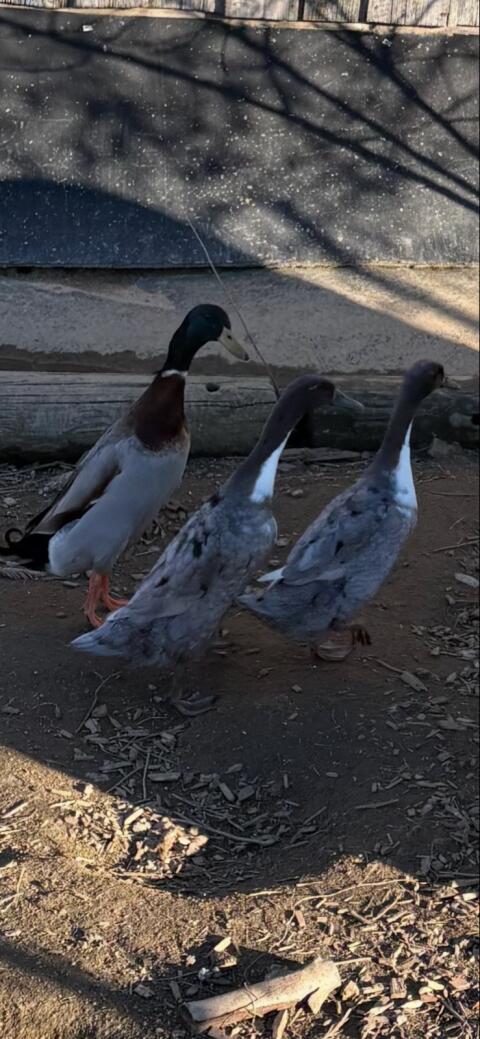 3 Laufenten zu verschenken