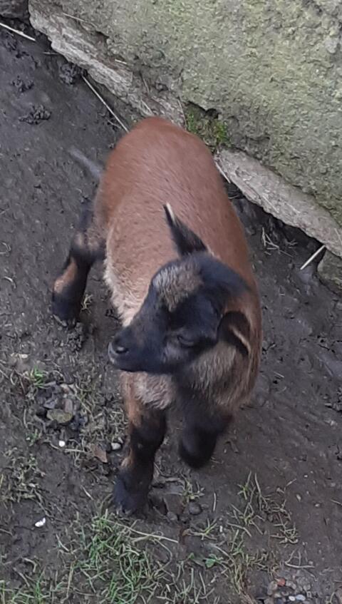 Kamerunbock klassisch gefärbt