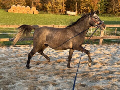 Sehr braver Lipizzaner Wallach