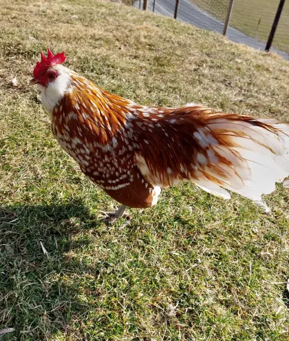 Thüringer Zwerg-Barthuhn Junghahn zu verkaufen