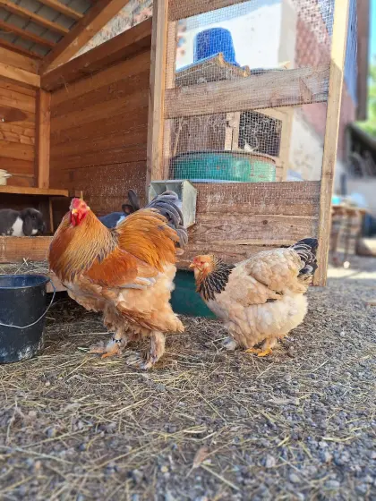 Brahma Gelb Columbia