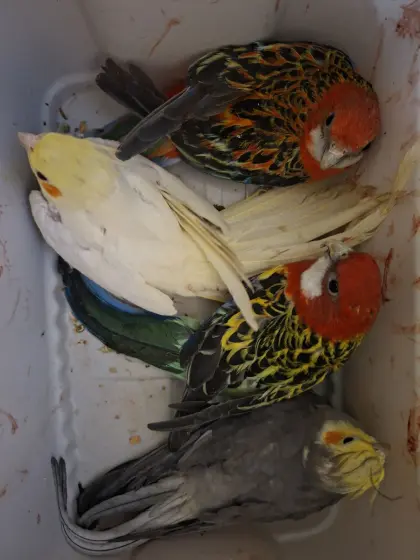 Rosellasittich und Nymphensittich