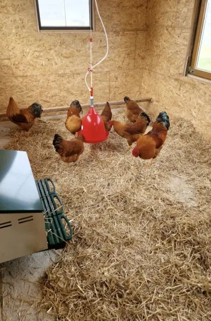 Bruteier New Hampshire goldbraun-schwarz goldbraun-blau